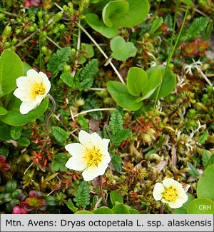 Alaskan Mountain Avens:  Dryas octopetala  ssp. alaskensis